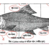 HSC Biology 2nd Paper (Download Link) - Image 3