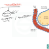 HSC Biology 2nd Paper (Download Link) - Image 8